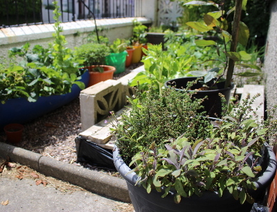 A small gravelled front garden is great for small-space gardening in containers Sage and thyme in a pot in the foreground, and in the background - chives, parsley, broccoli, chard, kale, lettuce, rosemary, orach and an apple tree - all in a tiny, gravelled front garden. In monetary terms alone, it's really worth it.
