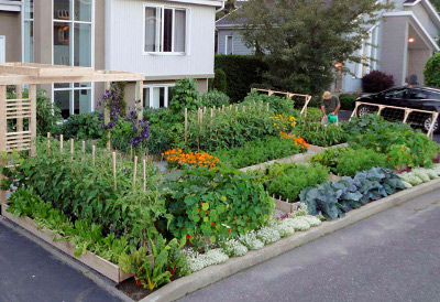Small-space gardening transforms this front garden into a hive of productivity urban4