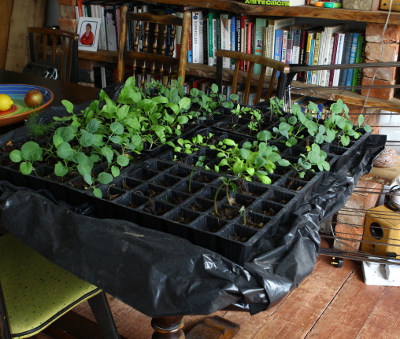 Start your small-space gardening adventure growing your seedlings indoors before planting out urban5