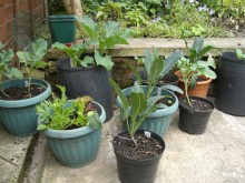 Urban / small-space gardening