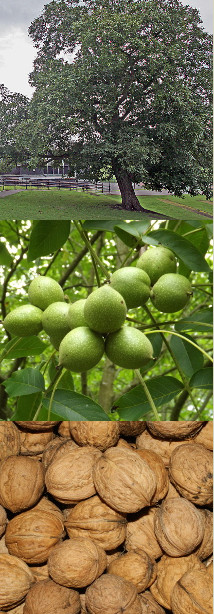 walnuts
