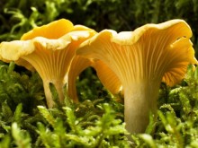 Mushrooms (wild)
