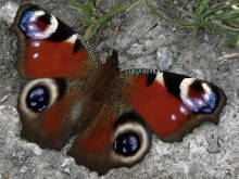 Wildlife gardening