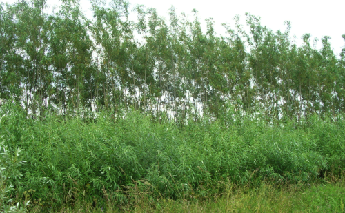Willow sewage treatment systems