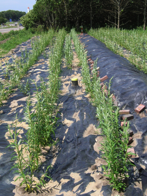 Willow sewage treatment systems