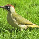 woodpecker