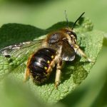Wool carder bee by Jo Cartmell